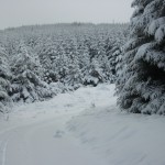 Snowy conditions in the clash